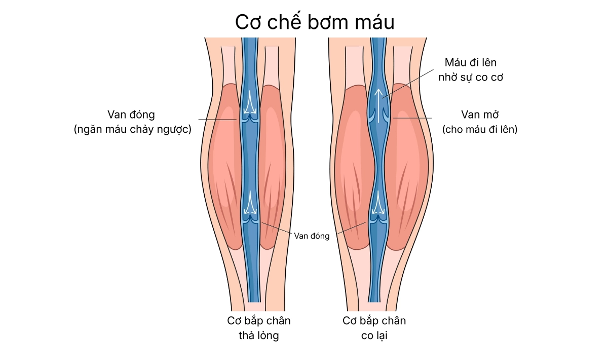 Cơ chế bơm máu dưới tác động của massage chân thông qua túi khí